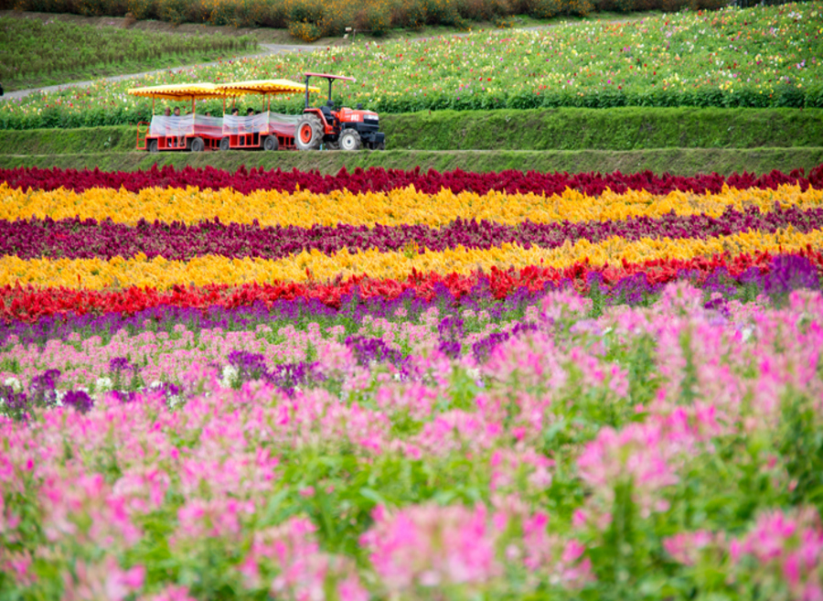 사진:북해도4일 #특급온천2박 #비에이숙박 #흰수염폭포 #대게뷔페+음,주류무제한