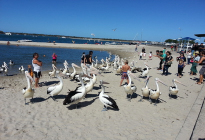 센트럴 코스트 (Terrigal Beach)