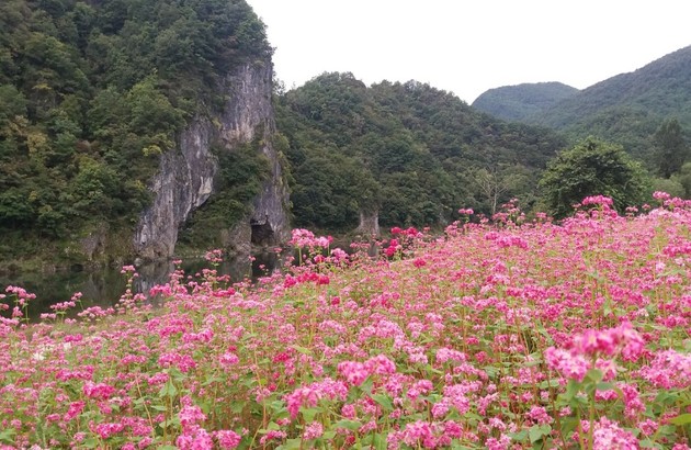 영월 패키지 여행 - 영월/제천 1일 #붉은메밀꽃잔치 #의림지 #모산비행장 #한방엑스포공원
