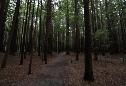 레드우드 수목원