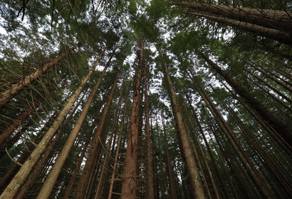 레드우드 수목원