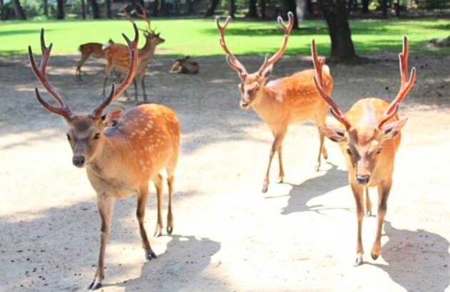 ★선착순특가★[라멘+주류무제한제공]오사카3일#이스타항공#시내호텔2연박#아리마온천#특식제공/오사카,교토,고베 (이스타항공) 14