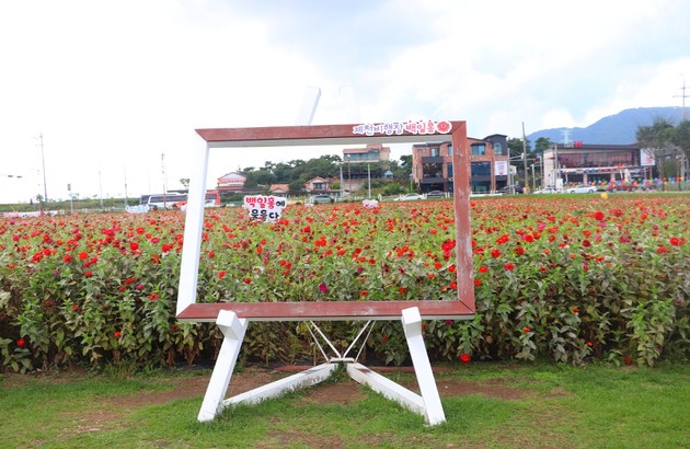 영월/제천 1일 #붉은메밀꽃잔치 #의림지 #모산비행장 #한방엑스포공원 4