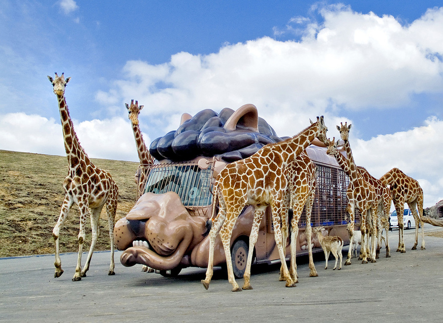 사진:#후쿠오카3일 #온야도노노2박#아프리칸사파리 #가마도지옥 벳부,유후인,다자이후