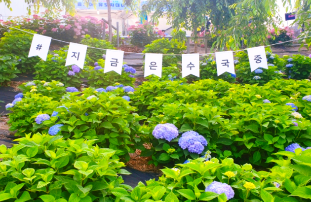 충남/공주 1일 #유구색동수국정원수국축제 #마곡사 #무령왕릉 #왕도심투어 3