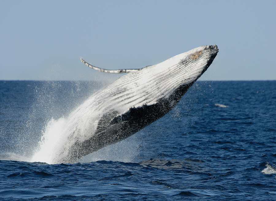 사진:시드니/저비스베이 6일 #돌핀크루즈 #트레킹코스 #시드니천문대