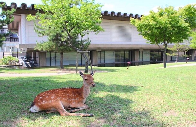 ★선착순특가★[라멘+주류무제한제공]오사카3일#이스타항공#시내호텔2연박#아리마온천#특식제공/오사카,교토,고베 (이스타항공) 4
