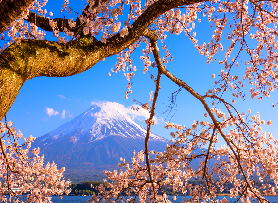 사진:시즈오카4일#오전VS오후출발선택#1일자유/옵션투어#동경2연박#하코네#특식2회