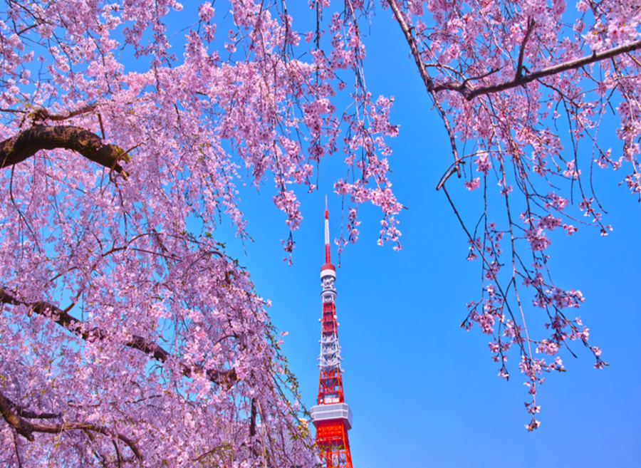 사진:★파라타항공 신규취항★동경3/4/5일#알찬관광#온천호텔#카와고에#도쿄타워#오다이바,긴자