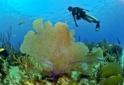 체험다이빙(Scuba Diving)