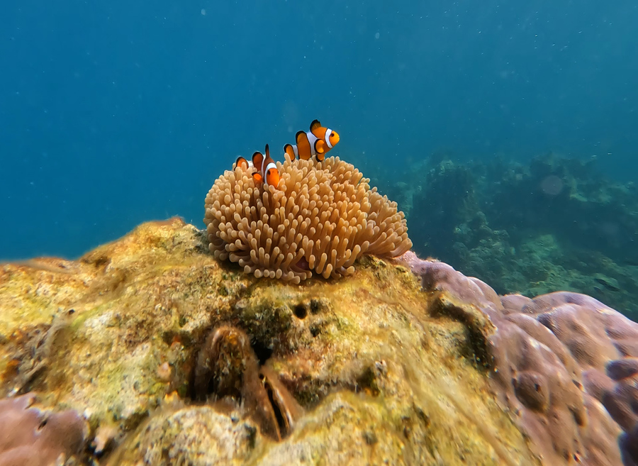 사진:부산출발 방콕/파타야 5일 #에메랄드바다#니모섬투어+스노쿨링+핫플카페