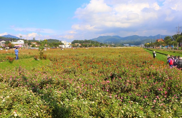 영월/제천 1일 #붉은메밀꽃잔치 #의림지 #모산비행장 #한방엑스포공원 5