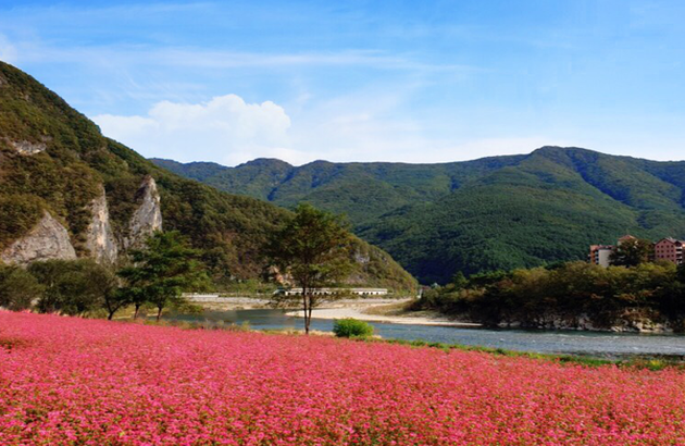 영월/제천 1일 #붉은메밀꽃잔치 #의림지 #모산비행장 #한방엑스포공원 2