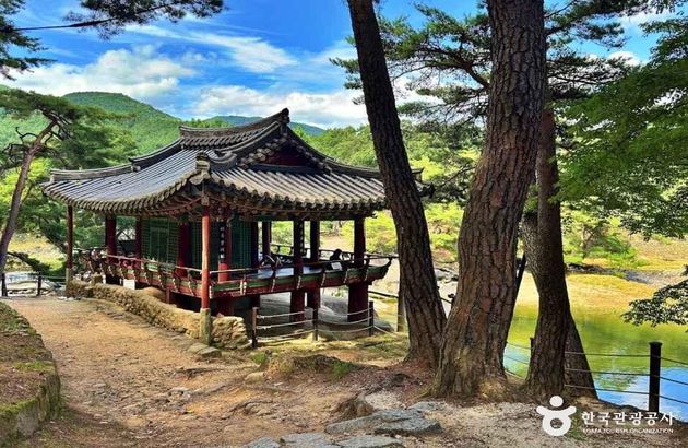 경남/거창 1일 #감악산꽃별여행축제 #아스타국화 #수승대&출렁다리 #덕천서원 7