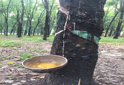 고무농장